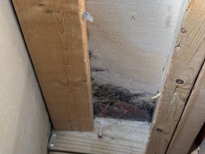 Mold Mitigation Services